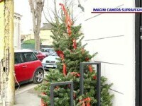 Hoții au intrat în rolul lui Grinch, în toată țara. Un individ și-a pus iubita sa aleagă prada pe video, apoi a furat bradul