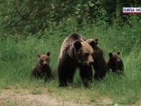 Câți urși sunt în România. Concluzia celui mai amplu studiu desfășurat vreodată, pe baza probelor ADN