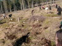 Peste 200.000 de puieți vor fi plantați în Mureș pentru refacerea pădurilor distruse de furtuni și de gândacii de scoarță