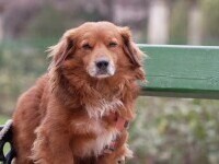 Proiect de lege: Animalele ar putea fi recunoscute drept „ființe vii”. „E minunat să ai așa un suflet lângă tine”