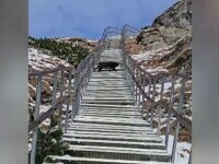 Întâlnire inedită în masivul Ceahlău. Un turist a „acordat prioritate” unei capre negre pe o potecă de munte