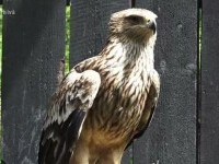 Cum a ajuns să fie acvila de câmp din nou în pericol. Ornitologii amenajează cuiburi artificiale