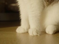 Pastila de slăbit pentru pisici: un implant testat în SUA ar putea combate obezitatea felină