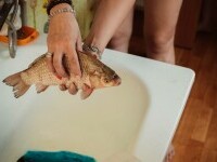 De ce se ține un crap viu în casă de Crăciun. Ce semnifică acest obicei ciudat și unde se practică