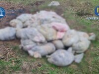 Tone de resturi de la un abator de porci au fost aruncate în râul Argeș, în loc să fie incinerate. Deșeurile pot infecta apa