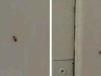 Insecte filmate în baia unui spital din Sebeş. Managerul unităţii sanitare spune că „a fost vorba despre un gândac, un pui”