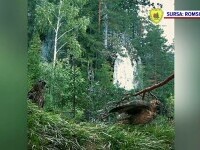 Doi amorezi, surprinși într-un ritual tandru. O bufniță mascul „i-a făcut curte” femelei