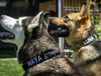 (P) Psihologia din spatele numelui unui câine: alege inspirat