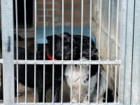 Peste 130 de câini și pisici, în condiții mizerabile la o locuință din Argeș. Nu primeau apă și hrană