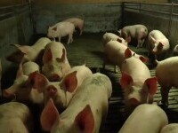 Focar de pestă porcină în Mehedinți. Peste 1.500 de porci sunt sacrificați la o fermă din Devesel