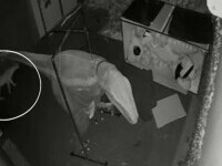 Alertă într-un restaurant din Sao Paulo, după ce o pumă a pătruns în clădire înainte de închidere