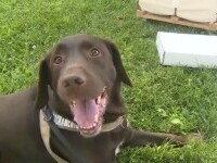 Victimă neașteptată a reducerilor bugetare din SUA: un labrador „angajat” pentru verificarea de importuri, concediat