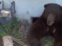 Urs de 250 de kilograme, instalat sub casa unei familii din California. Autoritățile nu reușesc să-l alunge