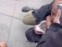 Atac șocant în Manhattan. Un pit bull a mușcat un copil de un an, iar proprietarul a plecat calm de la fața incidentului