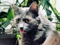 Studiu. Pisicile miaună și interacționează mai mult cu stăpânii lor care sunt bărbați. Care ar putea fi explicația