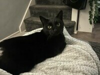 O pisică dispărută fără urmă de cinci ani s-a întors acasă nevătămată la stăpâna ei, chiar înainte de Crăciun