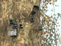 Gel optic și lasere împotriva ciorilor și porumbeilor: soluții high-tech, testate de autoritățile din Lugoj