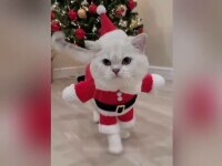 Spiritul Crăciunului a invadat internetul. De la gafe în familie filmate pe ascuns la animale care dau viață sărbătorilor