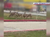 Imagini spectaculoare din Pitești: căprioare surprinse în prima zi de Crăciun, alergând libere lângă un centru comercial