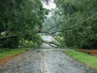 Cod portocaliu de vânt. Mai mulți arbori şi stâlpi au fost doborâţi de vânt în Sinaia