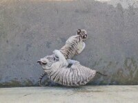 Un pui de tigru alb a murit la grădină zoologică din Craiova. A înghițit o jucărie, aruncată în cușcă de un vizitator