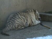 Un pui de tigru alb a murit la grădină zoologică din Craiova. A înghițit o jucărie, aruncată în cușcă de un vizitator