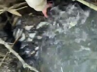 Fenomen spectaculos, surprins în Delta Dunării. Pescarii au rămas surprinși