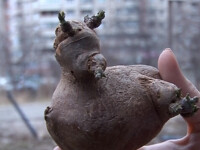 E o rata! E o vaca! Ba nu, e un cartof!