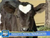 Un vitel cu o inima in frunte a devenit mascota Japoniei de Sf. Valentin