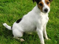 Jack Russell Terrier