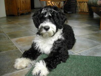 Portuguese Water Dog