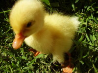 Un baietel paralizat a inceput sa mearga datorita unui boboc de rata!