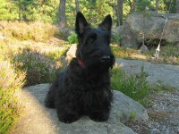 Terrier scotian