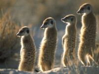 suricate