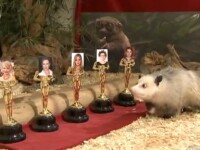 Oposumul Heidi a prezis cine ia Oscarul pentru 