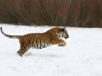 tigru siberian