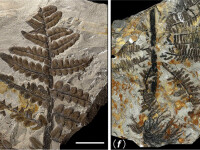 Primele fotografii din padurea ingropata acum 298 de milioane de ani. Comoara ascunsa a Chinei