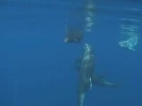 delfini salveaza o foca