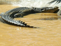 Lolong