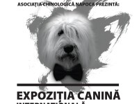 caini, expozitie chinologica