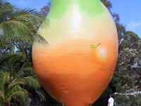 Mango-ul urias din Bowen