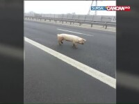 Romania, tara in care porcii si oile au pus stapanire pe autostrazi. Aparitiile 