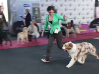 Expozitie canina la Cluj Napoca. Un ciobanesc australian a fost desemnat cel mai frumos exemplar din Romania