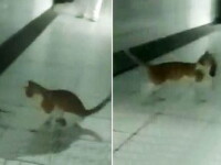 Imagini revoltatoare surprinse intr-un spital. O pisica a fost filmata de medici in timp ce omora un sobolan