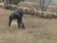 Zeci de oi moarte zac pe un teren al primariei intr-o comuna din Giurgiu. 
