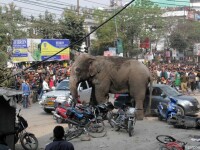 Panica intr-un oras din India dupa ce un elefant a distrus 100 de case. Motivul pentru care a reactionat atat de violent