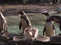 Ziua Indragostitilor la zoo, in Londra. Pinguinii au primit peste congelat in forma de inima