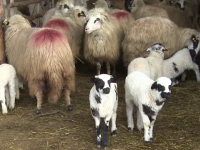 Ciobanii au gasit rezolvarea la problema natalitatii oilor in preajma Pastelui. Berbecii vor avea parte de restrictii