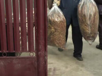 perchezitii la producatorii ilegali de tigari