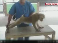 O maimuta care face flotari si abdomene a uimit lumea intreaga. Imaginile au ajuns pe internet